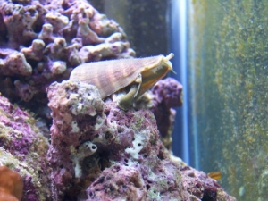 stromb snail