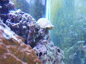stromb snail (2)