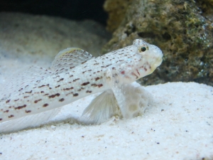ornate goby