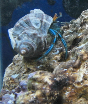 crabby