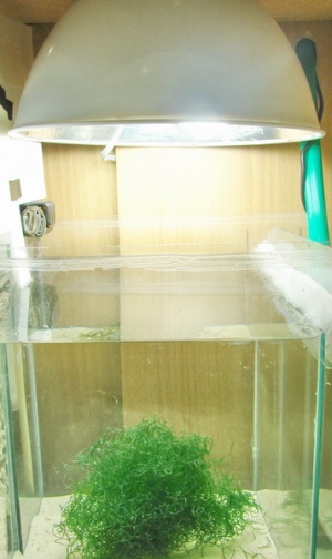 new sump