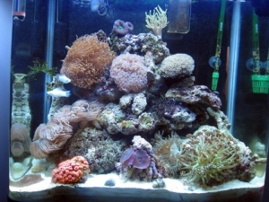 Lachlans tank 3 months old