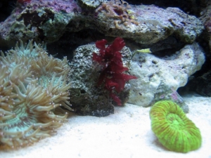 Family tank 1