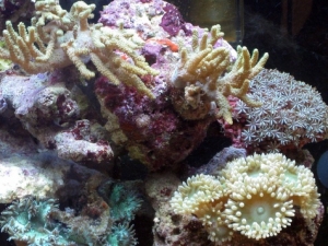 New corals
