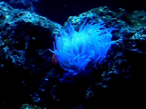 one month anemone
