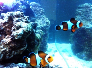 one month clownfish