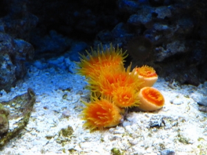 Sunburst Coral