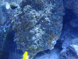 tufa rock in main display