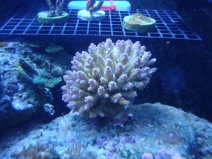 unk acro colony
