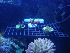 couple other frags on the rack