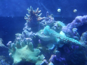 pink hydra cali tort tri color unk green cap and I have no clue what the other is got it from a local reefer
