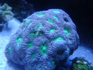 green apple favia