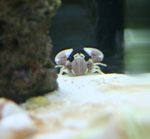 Porcelain Crab