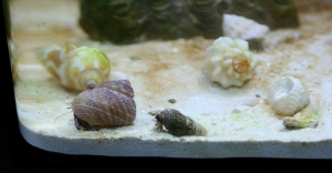 Blue Leg Hermits