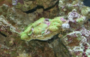 My first coral