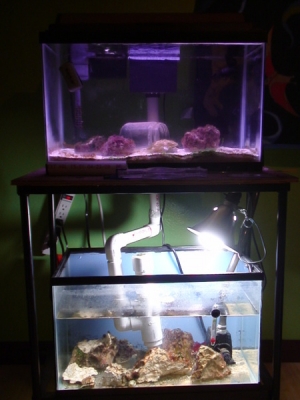 mantis tank.  Full system.
