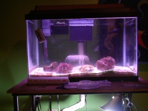 Mantis tank.  Top half.