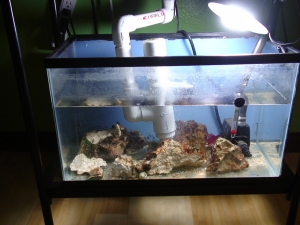 Mantis tank.  Bottom half.