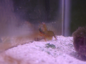 Mr. Fister