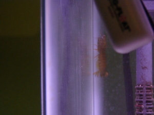 About to go hide behind the filter so he can sneak up on ghost shrimp.