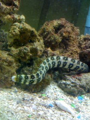 Fast lil swimmer