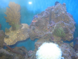 Fish Tanks 3 9 022