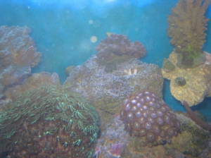 Fish Tanks 3 9 023