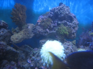 Fish Tanks 3 9 024