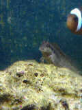 blenny