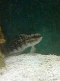 dragon goby