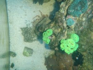 Coral