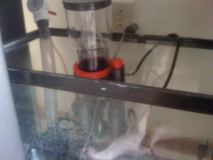 The sump I built out of a 20 gallon tall that I found sitting by the dumpster of my apartment complex.  Also my Coralife 65g skimmer and return pump.
