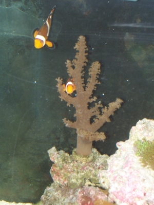 in the 37 gallon before the xmas upgrade