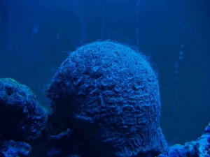 Favite Brain under actinics. Size of a soft ball