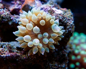 Bubble tip