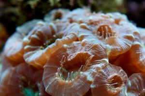 Candy Cane macro sm
