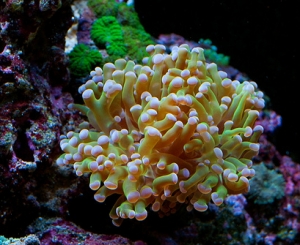 Frogspawn