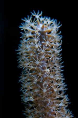 Gorgonia