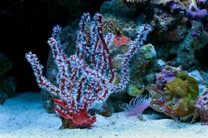 Gorgonia red