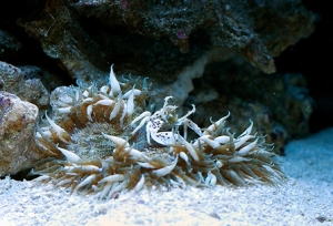 Rock anemone Porcelain