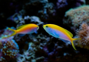 Anthias