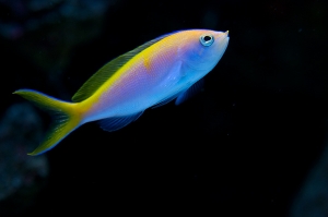 Bi color anthias