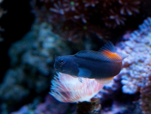 Bi color blenny
