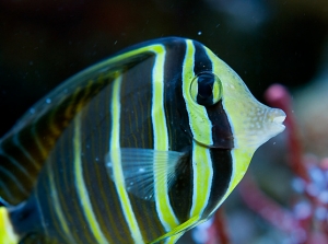 Sailfin
