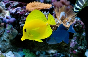 Yellow tang + Niger trigger
