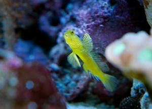 Yellow watchman