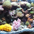 Tank Shot