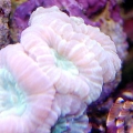 Candy Cane Coral?