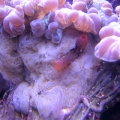Sponge on Fox Coral
