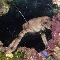 Alien Starfish Attack!